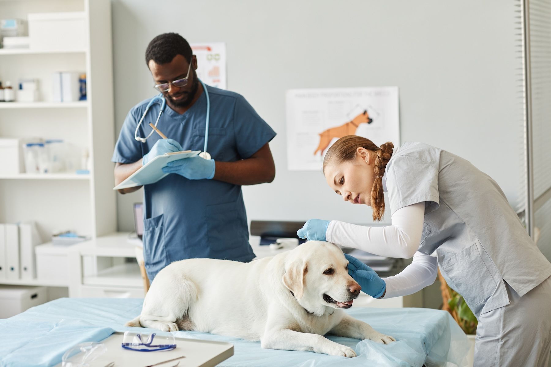 Veterinarians at work