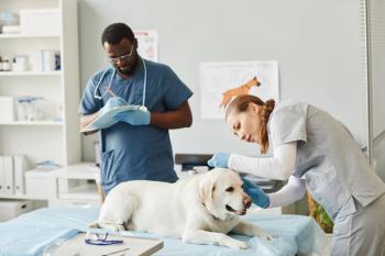 Veterinarians at work