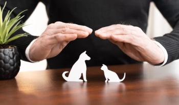 Concept of pet health insurance