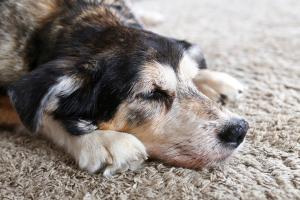 Animal aging is a modifiable risk factor. Here is what veterinarians can do about it