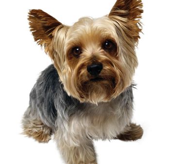 yorkie-640070-1384409233938.jpg