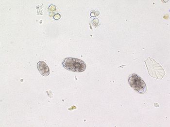 Veterinary_Gerhold_Quiz_hookworm-450-1.jpg