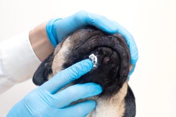 Applying a topical treatment to a dog's wound