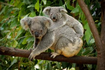 Koala family