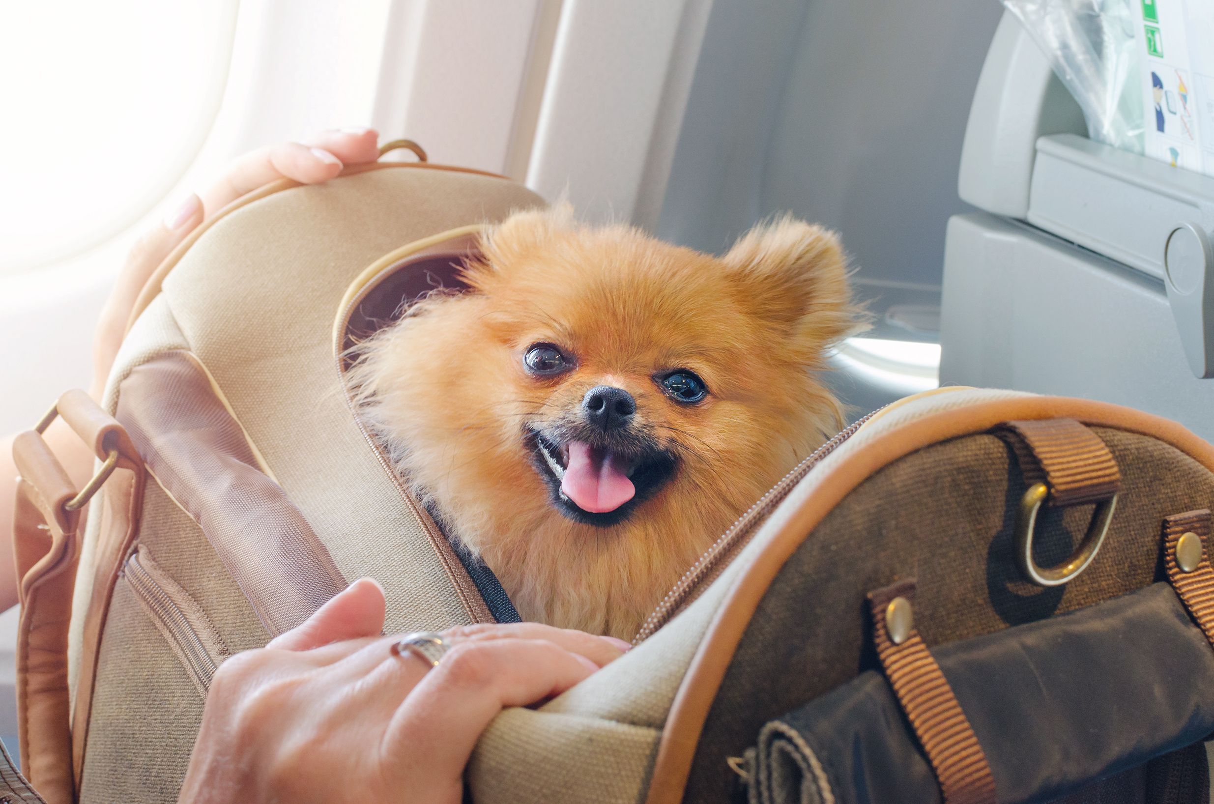 travel with service animal jetblue