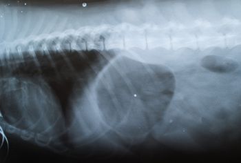 veterinary_dog_chest_radiograph_rarinleerapun_AdobeStock_80437088_450.jpg