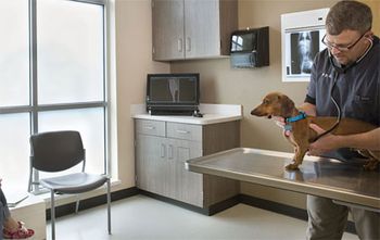 veterinary_exam_room_natural_light_450.jpg