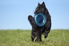 Masticatory Muscle Myositis in Dogs