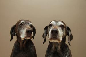 Updates on the anesthetic care of aging patients