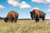 Bison producers deworm often but rarely test first, survey finds