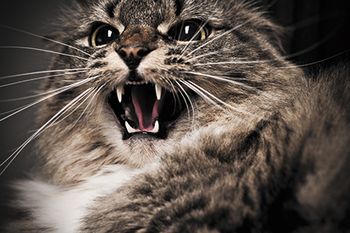 Veterinary-Hissing-Maine-Coon-Portrait-450px-shutterstock-130709159.jpg