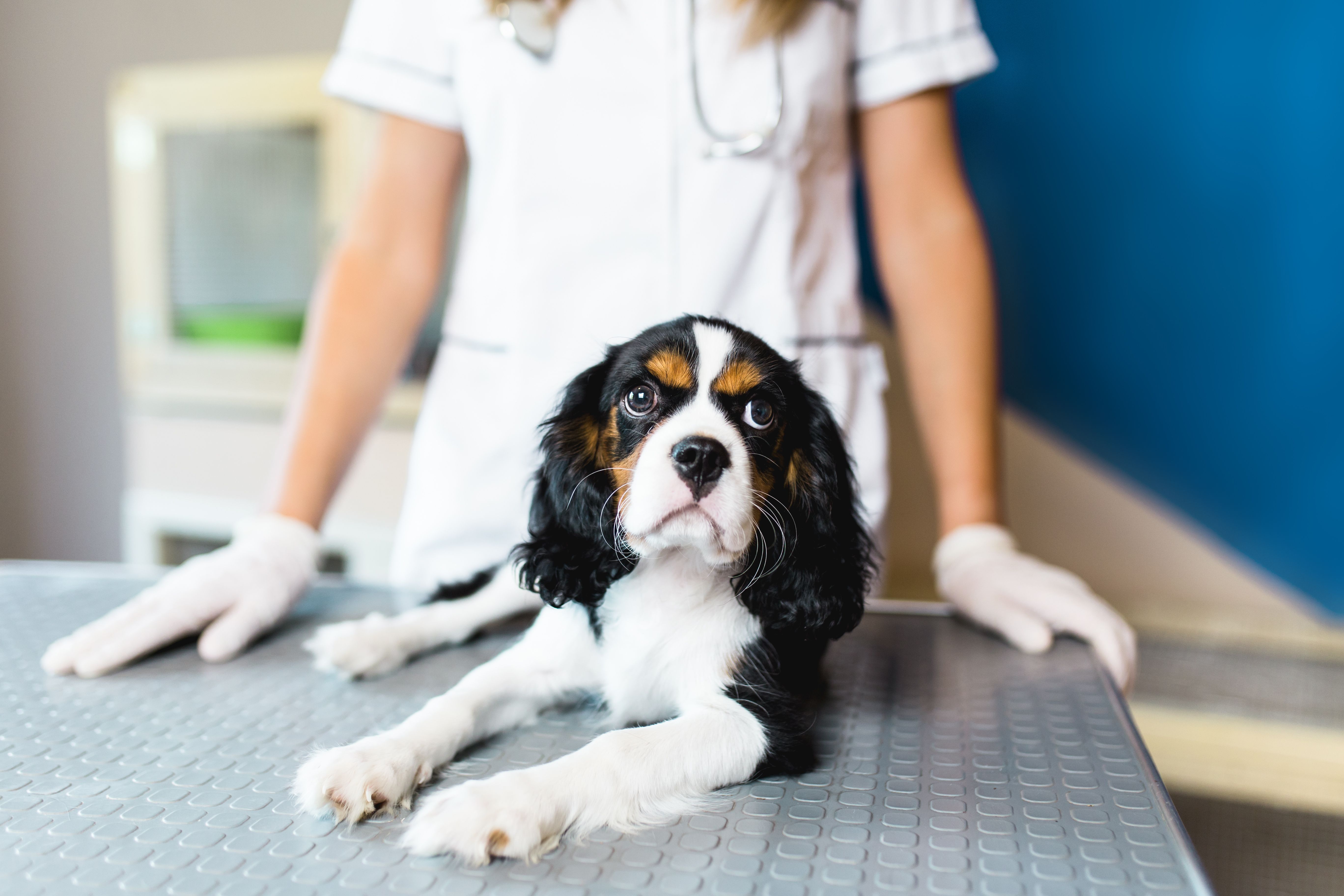 Phibro Animal Health Corporation and Rejuvenate Bio to develop canine mitral valve disease gene therapy 9 Phibro Animal Health Corporation and Rejuvenate Bio to develop canine mitral valve disease gene therapy