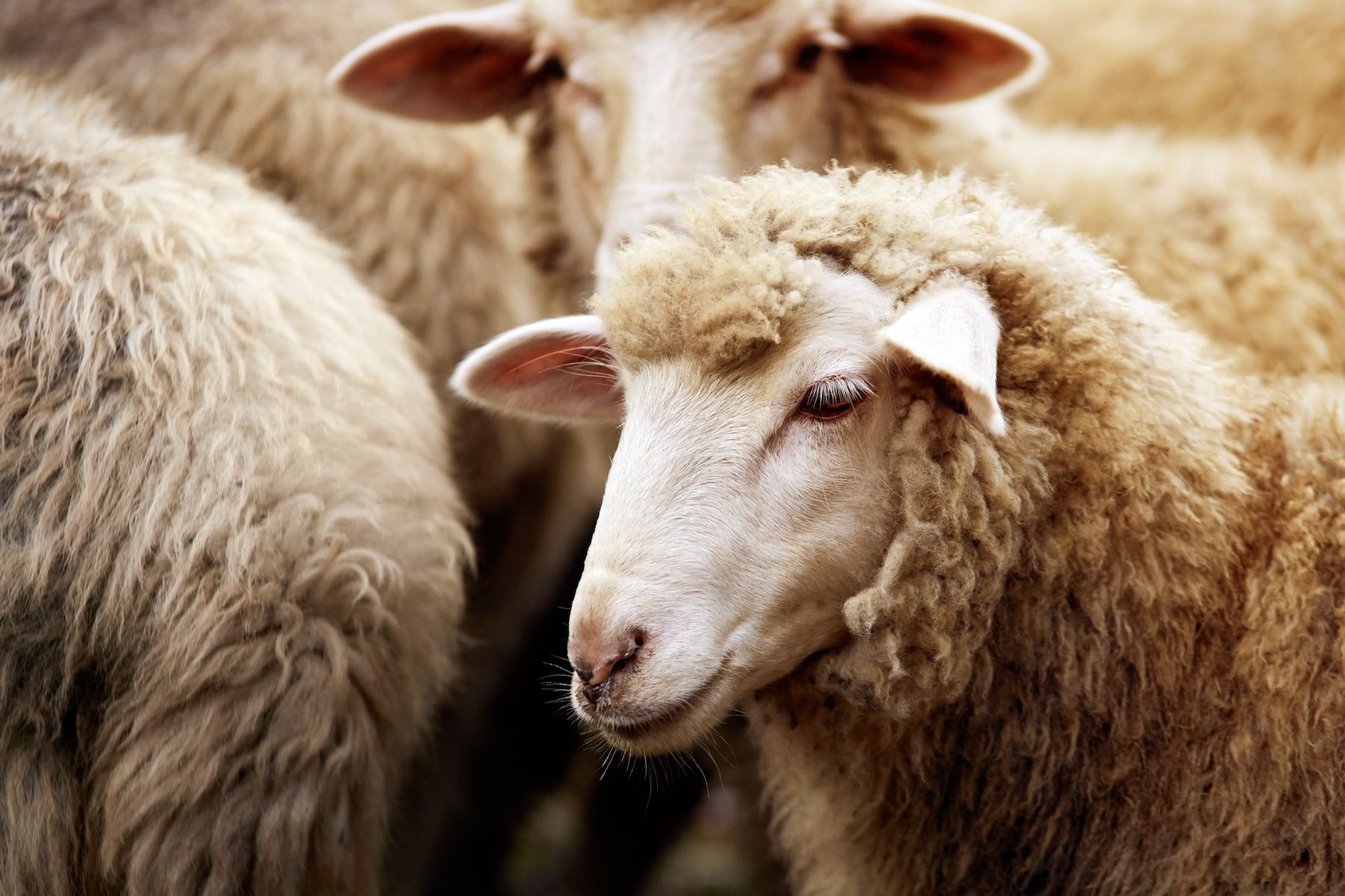 Sheep