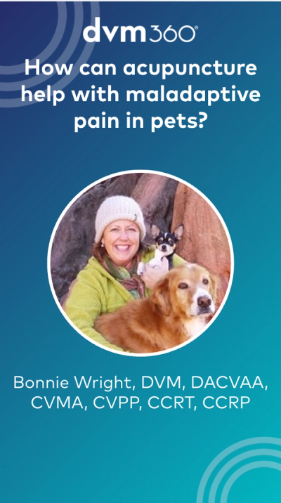 How can acupuncture help pets with maladaptive pain?