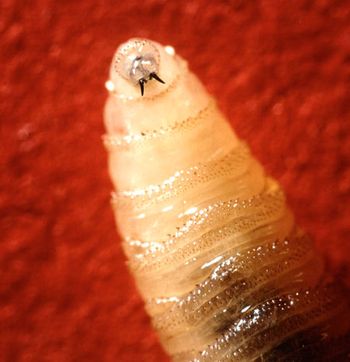 veterinary-screwworm-450.jpg