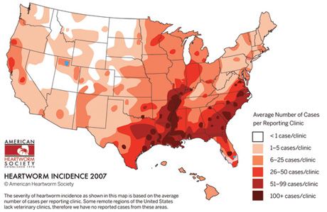 HeartwormIncidenceMap2-sized-587440-1384515168646.jpg