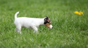 Discussing the significance of puppy socialization with clients