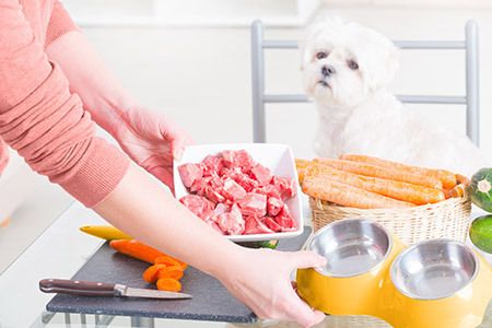 veterinary-sad-white-dog-raw-meat-nutrition-vegetables-food-AdobeStock_106790449-450.jpg