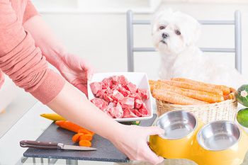 veterinary-sad-white-dog-raw-meat-nutrition-vegetables-food-AdobeStock_106790449-450.jpg