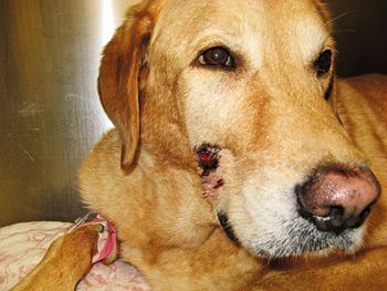 veterinary_fig-3A-803495-1384152941885.jpg