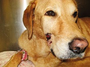 veterinary_fig-3A-803495-1384152941885.jpg