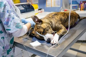 sedated dog / GaiBru Photo / stock.adobe.com