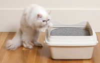 veterinary_kitty_litterbox_-718122-1384192755967.jpg