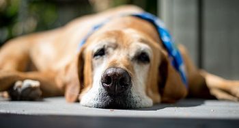 veterinary-dog-old-senior-AdobeStock