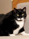 fat_cat-566283-1384611371136.jpg