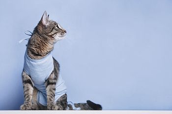 veterinary-cat-surgery-648012496_450px.jpg