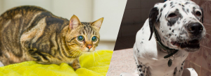  Nutritional management of urolithiasis in dogs and cats