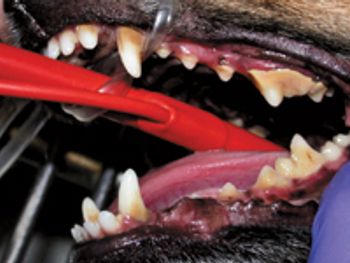 VeterinaryTeethBefore-564432-1384602359143.jpg