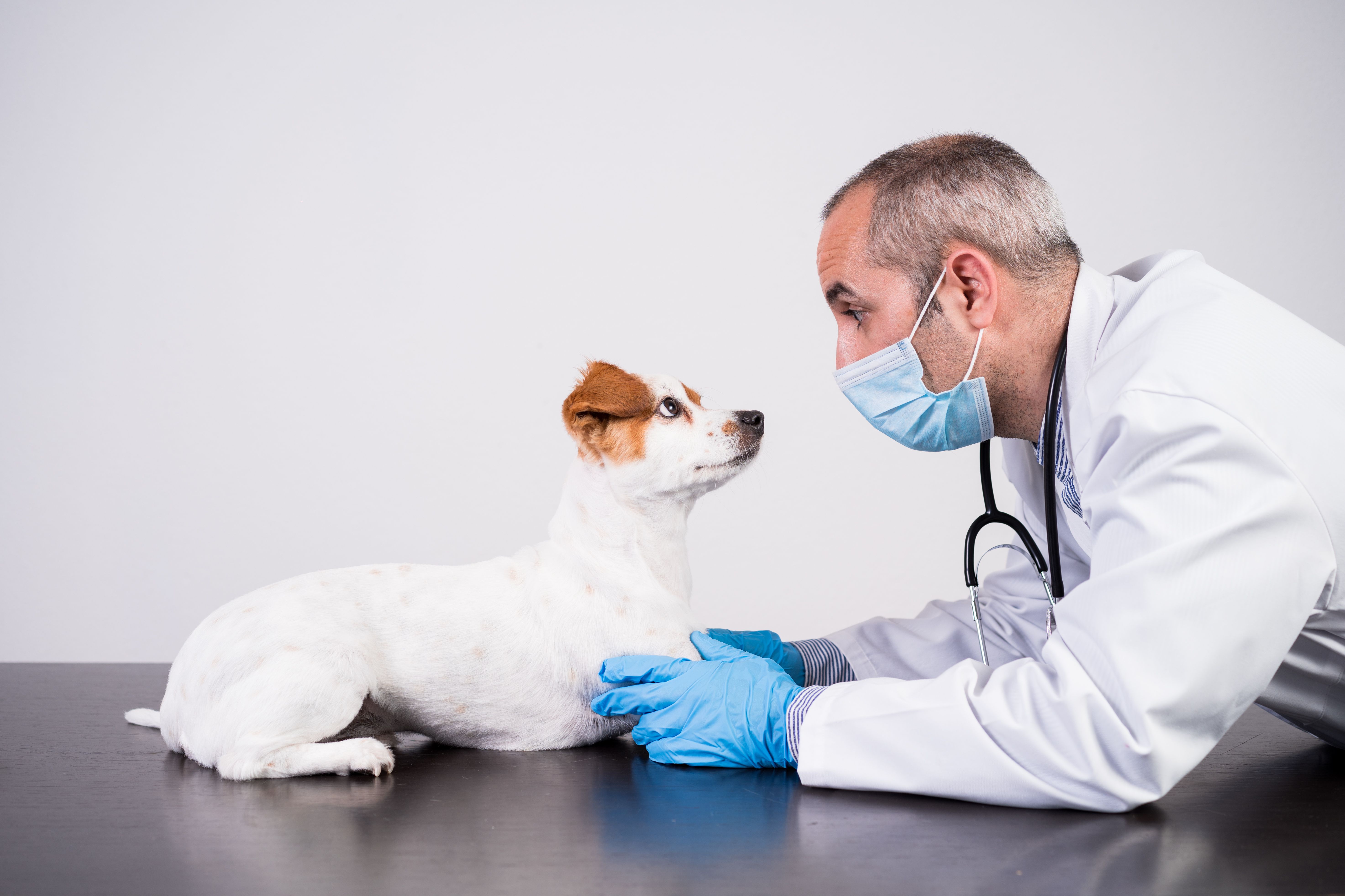 The usual suspects: Top 10 toxins poisonous to pets