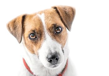 veterinary_Jack_Russell_dog_tanya69_AdobeStock_177122863_450.jpg