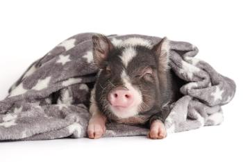 pot bellied pig preventive medicine
