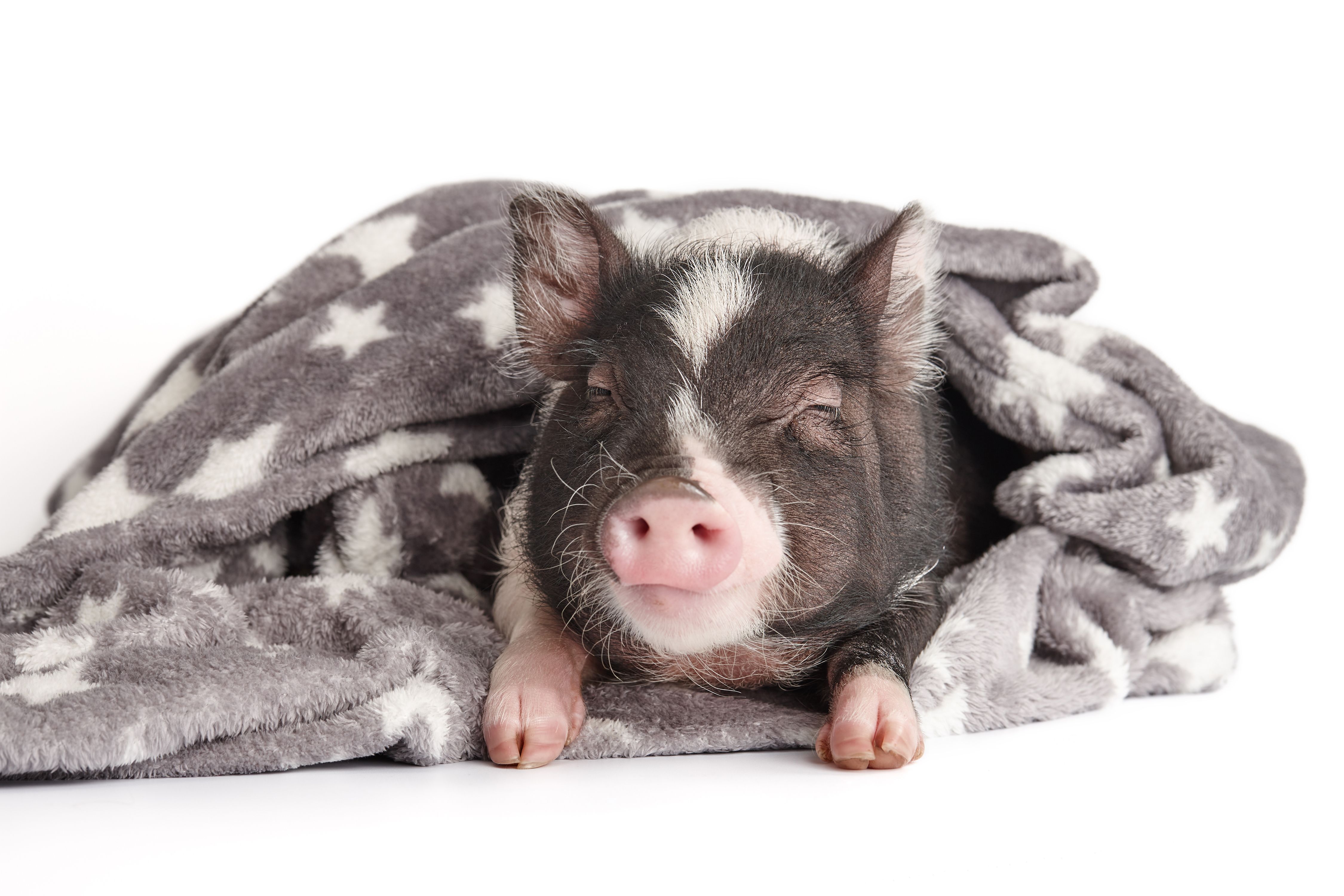 Preventative medicine for miniature pet pigs