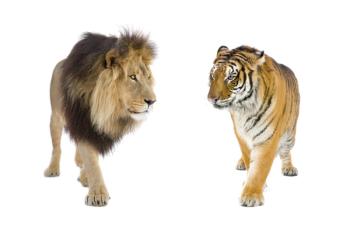 lion and tiger