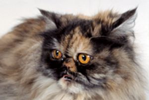 veterinary_Tigercat3-42159550-609190-743089-1384181215979.jpg