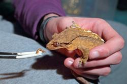 Diversity is the key to success with reptile diets