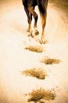 veterinary_dvm0911_hoofprints_108199340-738248-1384181921676.jpg