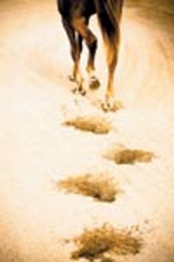 veterinary_dvm0911_hoofprints_108199340-738248-1384181921676.jpg