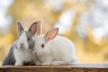 cute rabbits