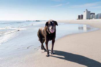Elderly dog on the beach