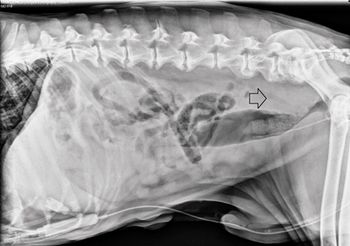 Veterinary_veterinary_Clarke_Figure_1_FINAL_450 px.jpg