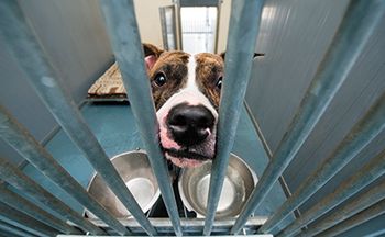 veterinary_dog_shelter_sad_shutterstock_116579845-450.jpg