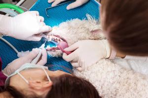 Q&A: Delivering technician dentistry care