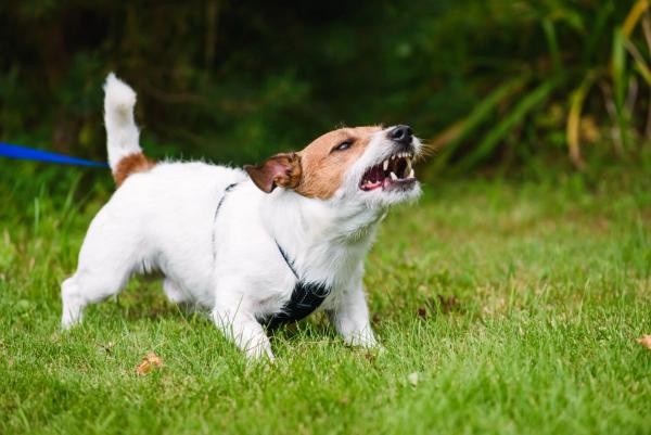 New study challenges finding that 99% of US dogs have behavior problems, says rates were overstated