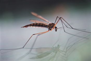 veterinary_mosquito_dvm0911-821-808852-1382870621825.jpg
