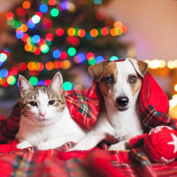 Veterinarians share holiday pet hazards and tips