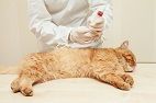 Exocrine Pancreatic Insufficiency in Cats: Clinical Signs and Treatment Response